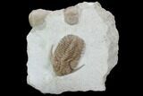 Hoplolichoides Trilobite With Cystoids - Russia #99197-1